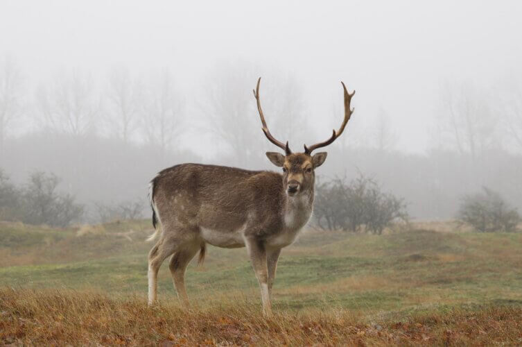 Duinen van Zandvoort